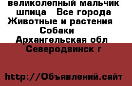 великолепный мальчик шпица - Все города Животные и растения » Собаки   . Архангельская обл.,Северодвинск г.